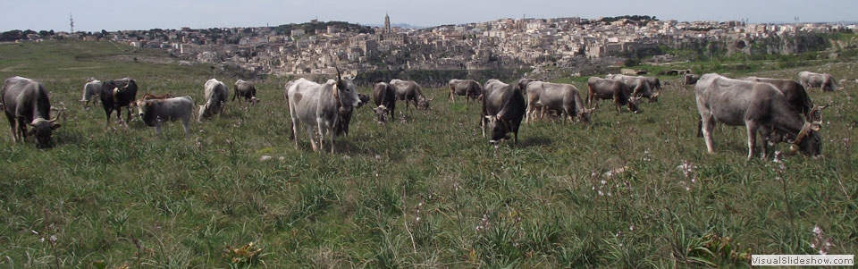 10.la transumanza delle mucche podoliche, sulla murgia materana, panorama dei Sassi di Matera